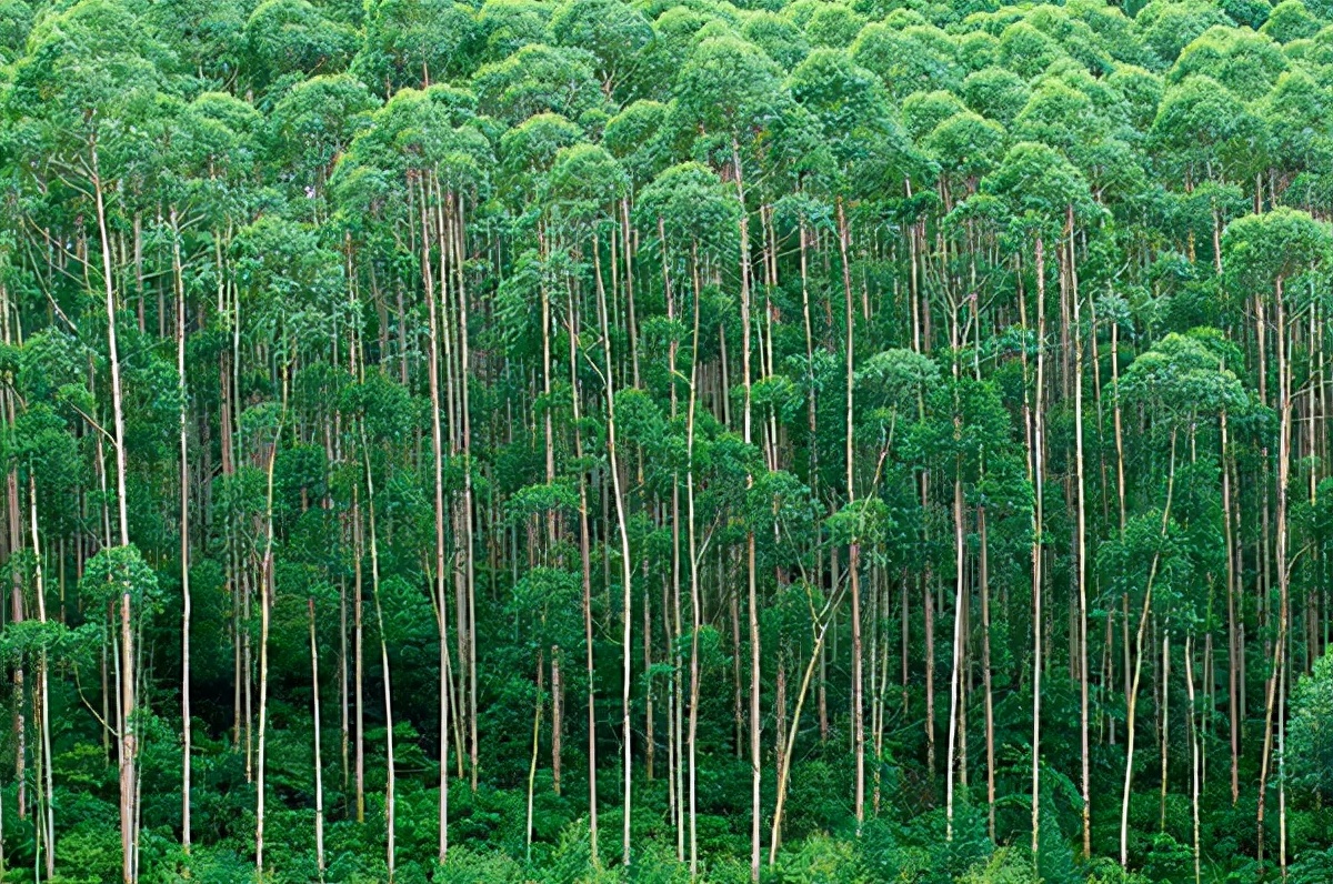 贵港悦奥环保建材：广西石灰粉与种植桉树的密